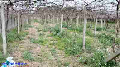 售月眉台糖方正美田農地7,535萬