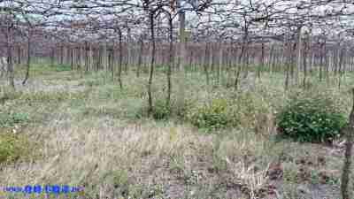 售月湖路方正美田農地3,756萬